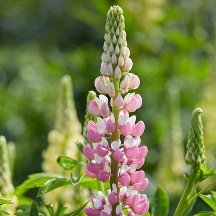 3 Lupin 'Legendary Rose Shades Ball 84' Perennial Bedding