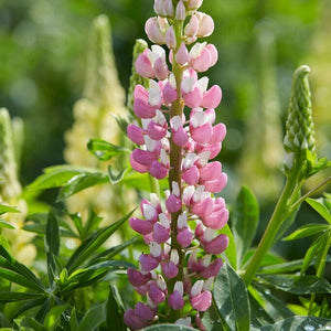 3 Lupin 'Legendary Rose Shades Ball 84' Perennial Bedding