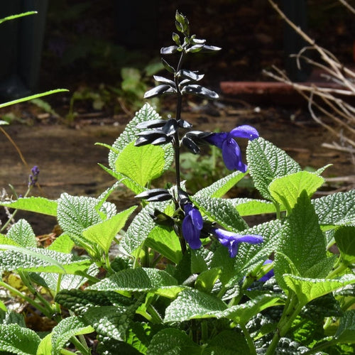 3 Salvia 'Black and Bloom' Perennial Bedding