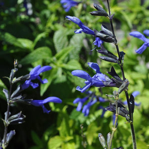 3 Salvia 'Black and Bloom' Perennial Bedding
