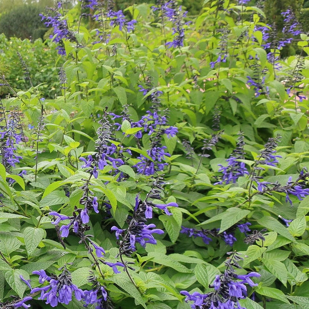 3 Salvia 'Black and Bloom' Perennial Bedding