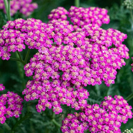 Achillea 'New Vintage Rose' Perennial Bedding