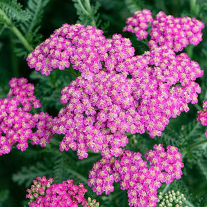 Achillea 'New Vintage Rose' Perennial Bedding