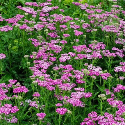 Achillea 'New Vintage Rose' Perennial Bedding