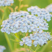 Achillea 'New Vintage White' Perennial Bedding