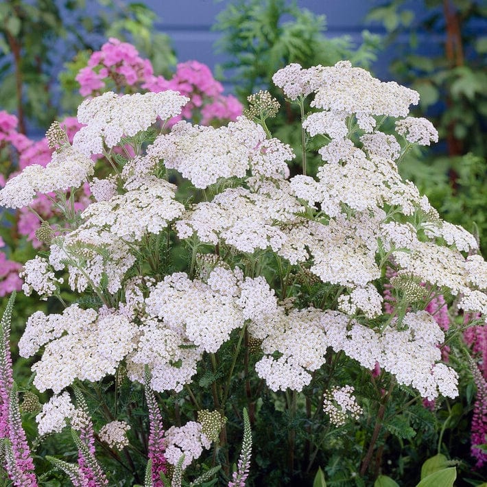 Achillea 'New Vintage White' Perennial Bedding