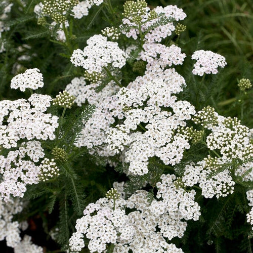 Achillea 'New Vintage White' Perennial Bedding