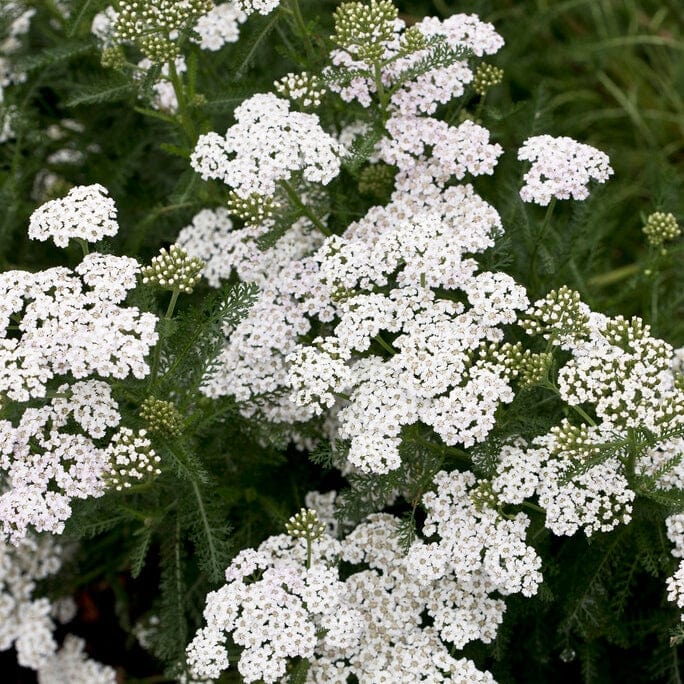 Achillea 'New Vintage White' Perennial Bedding