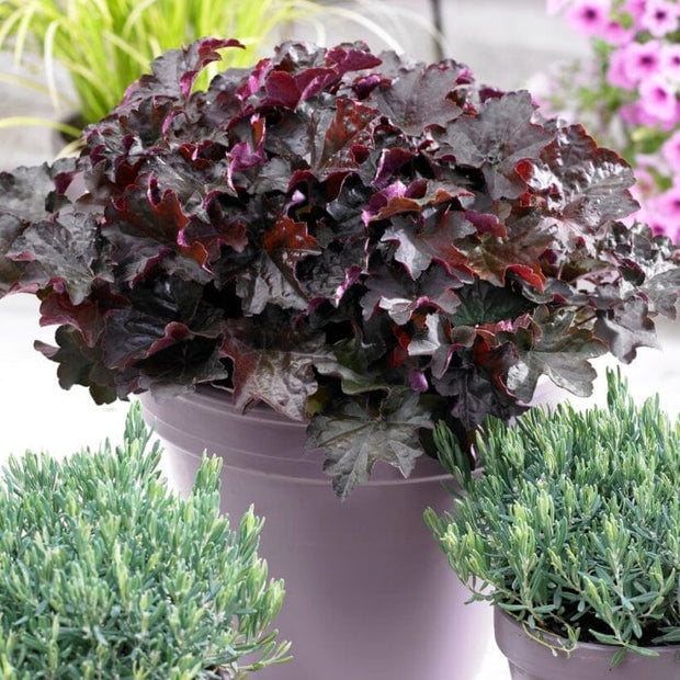 Heuchera 'Palace Purple' | 1 litre pot Perennial Bedding