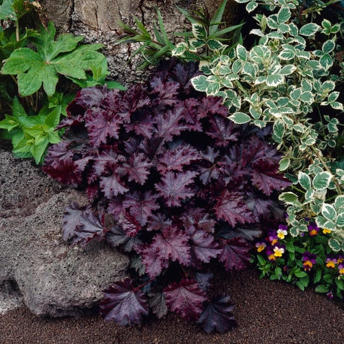 Heuchera 'Palace Purple' | 1 litre pot Perennial Bedding
