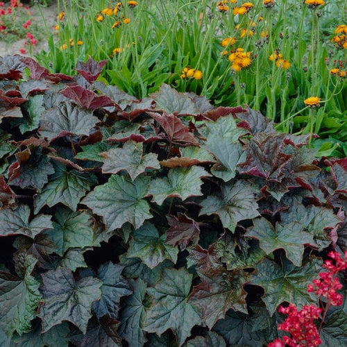 Heuchera 'Palace Purple' | 1 litre pot Perennial Bedding