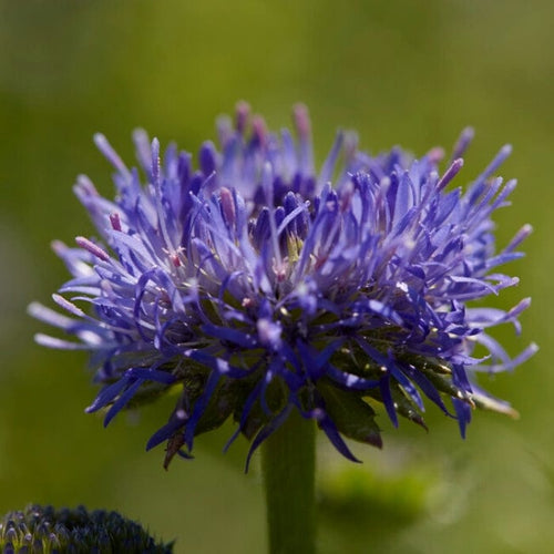 Jasione 'Blue Light' Perennial Bedding