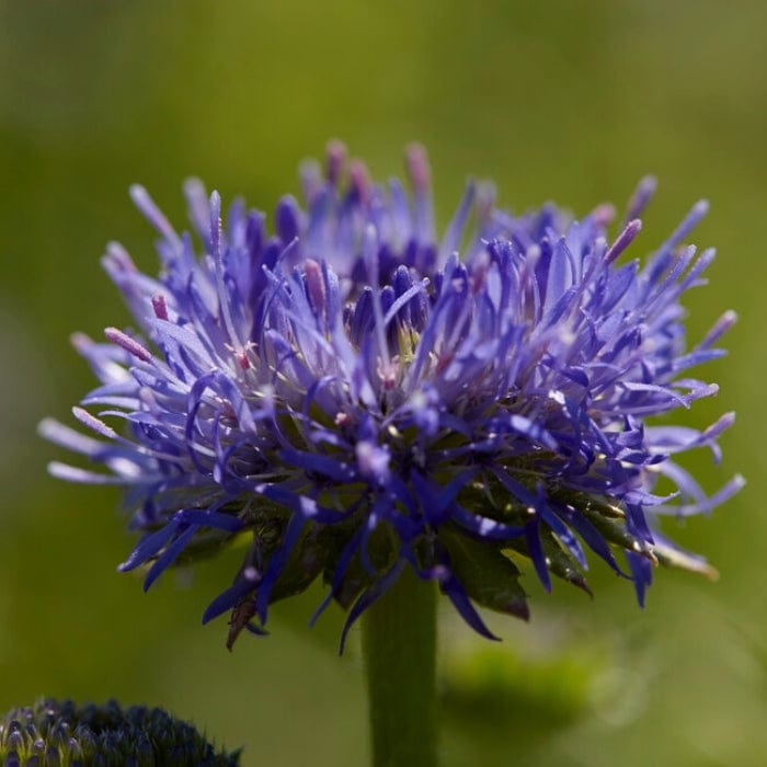 Jasione 'Blue Light' Perennial Bedding