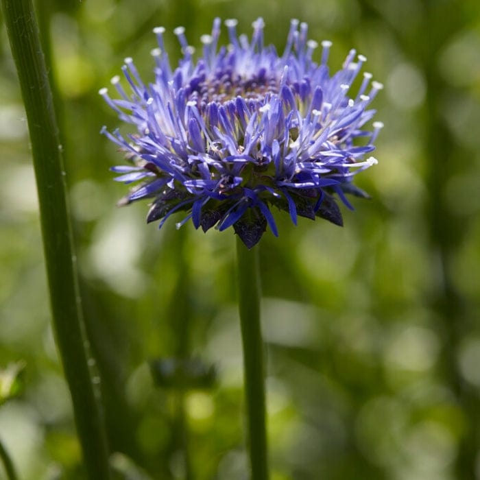 Jasione 'Blue Light' Perennial Bedding