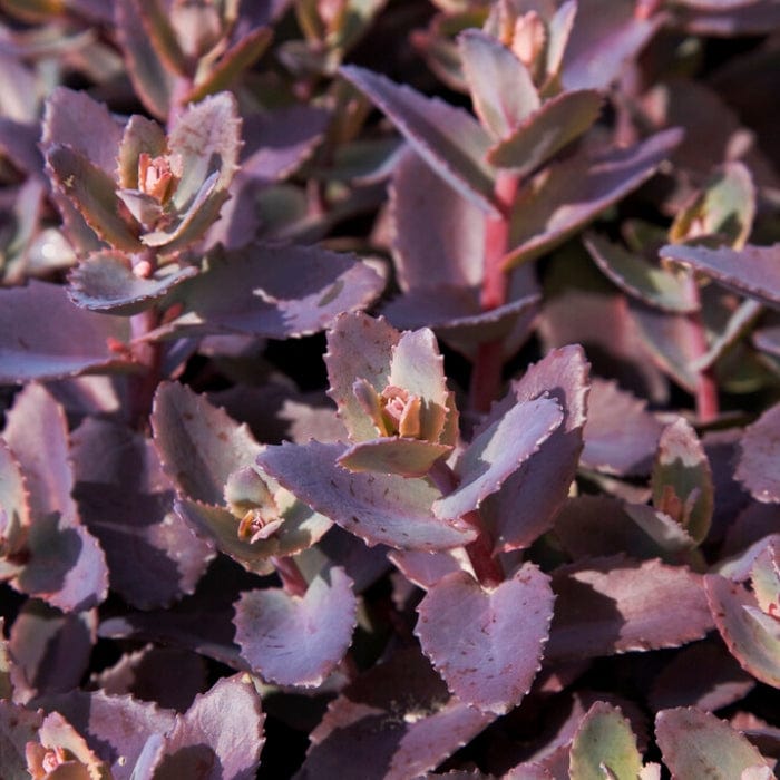 Sedum 'Chocolate Cherry' Perennial Bedding