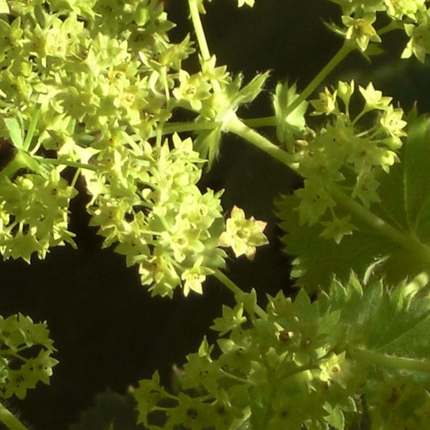 Alchemilla 'Thriller' Perennial Bedding