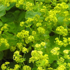 Alchemilla 'Thriller' Perennial Bedding