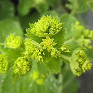 Alchemilla 'Thriller' Perennial Bedding