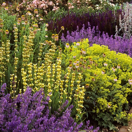 Alchemilla 'Thriller' Perennial Bedding