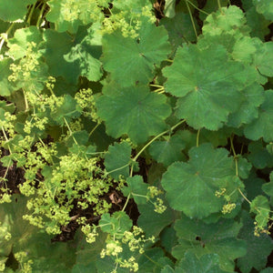 Alchemilla 'Thriller' Perennial Bedding