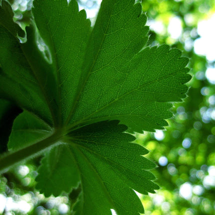 Alchemilla 'Thriller' Perennial Bedding