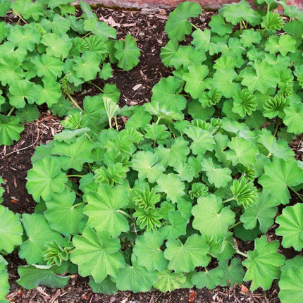 Alchemilla 'Thriller' Perennial Bedding