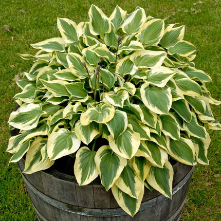 Hosta 'Pilgrim' Perennial Bedding