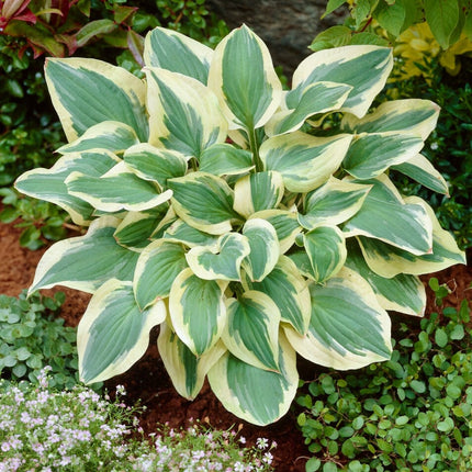 Hosta 'Pilgrim' Perennial Bedding