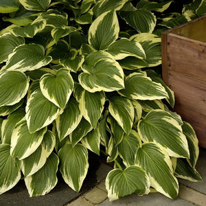 Hosta 'Pilgrim' Perennial Bedding