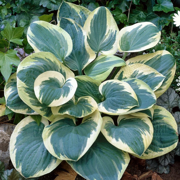 Hosta 'Snow Cap' Perennial Bedding