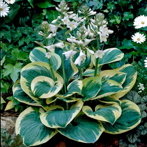 Hosta 'Snow Cap' Perennial Bedding