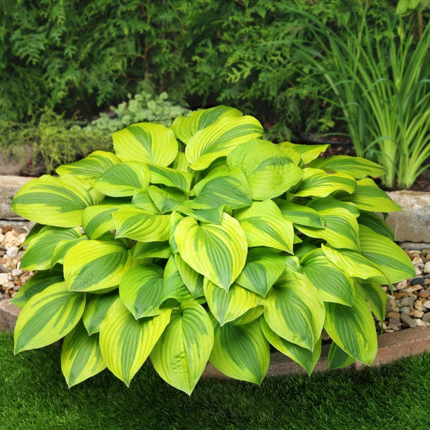 Hosta 'Velvet Moon' Perennial Bedding