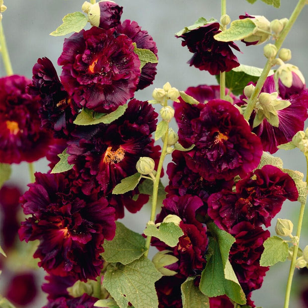 Hollyhock 'Chaters Purple' Perennial Bedding