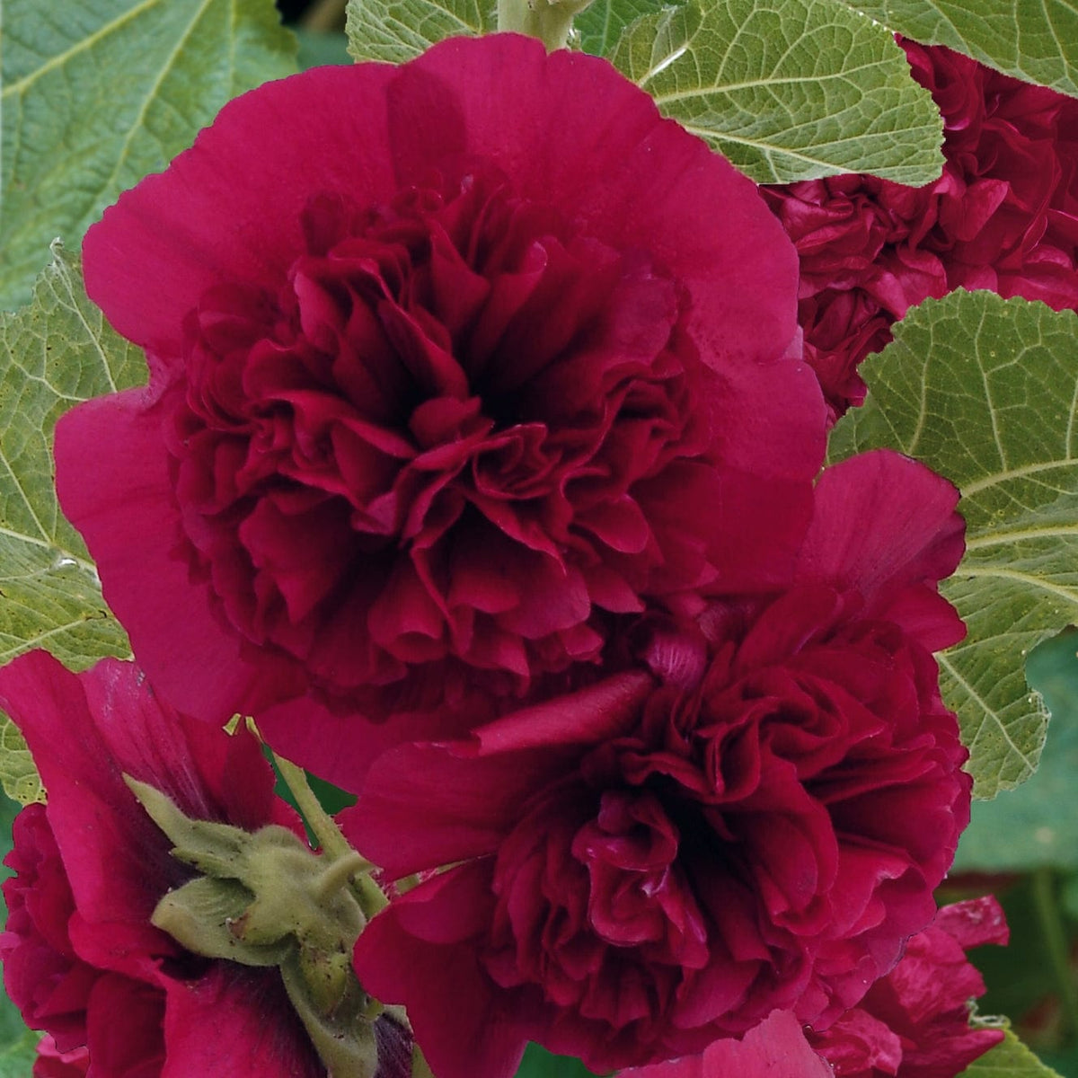 Hollyhock 'Chaters Purple' – Roots Plants