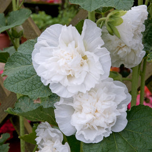 Hollyhock 'Chaters White' Perennial Bedding