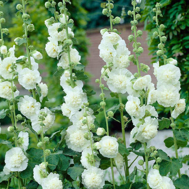 Hollyhock 'Chaters White' Perennial Bedding