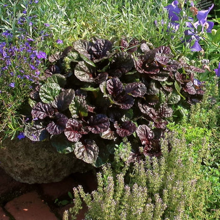 Ajuga Black Scallop Perennial Bedding