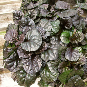 Ajuga Black Scallop Perennial Bedding