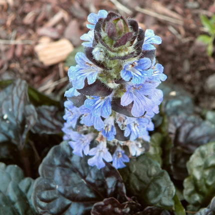 Ajuga Black Scallop Perennial Bedding