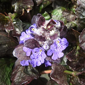 Ajuga Black Scallop Perennial Bedding