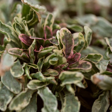 Ajuga Princess Nadia Perennial Bedding