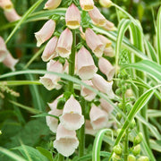 Digitalis Suttons Apricot Perennial Bedding