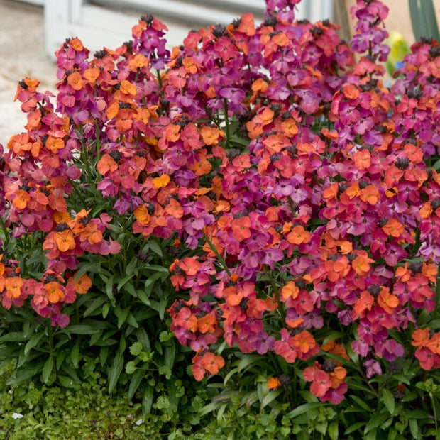 Erysimum Winter Orchid Perennial Bedding