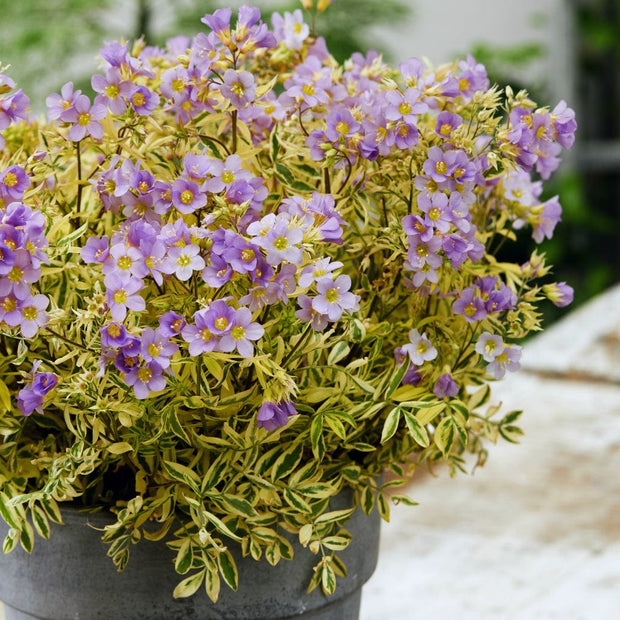 Polemonium Golden Feathers Perennial Bedding