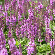 Salvia Merleau Rose Perennial Bedding