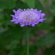 Scabiosa Butterfly Blue Perennial Bedding