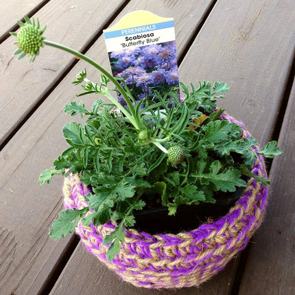 Scabiosa Butterfly Blue Perennial Bedding