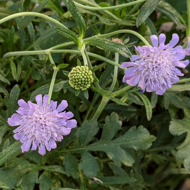 Scabiosa Butterfly Blue Perennial Bedding