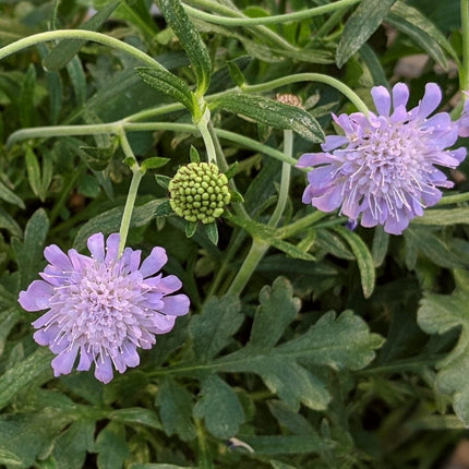 Scabiosa Butterfly Blue Perennial Bedding