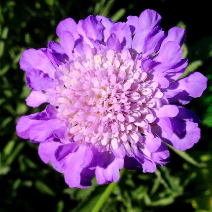 Scabiosa Butterfly Blue Perennial Bedding